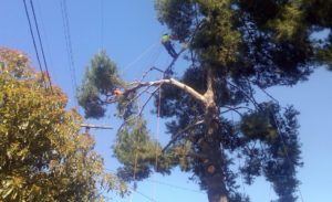 tree removal cost harare