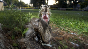 image of birds whose tree was cut