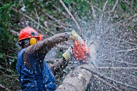 tree cutting costs harare